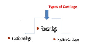 Types of Cartilage
:
 