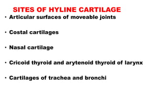 SITES OF HYLINE CARTILAGE
• Articular surfaces of moveable joints
• Costal cartilages
• Nasal cartilage
• Cricoid thyroid and arytenoid thyroid of larynx
• Cartilages of trachea and bronchi
 