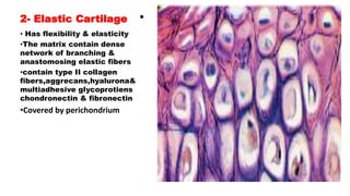 2- Elastic Cartilage •
• Has flexibility & elasticity
•The matrix contain dense
network of branching &
anastomosing elastic fibers
•contain type II collagen
fibers,aggrecans,hyalurona&
multiadhesive glycoprotiens
chondronectin & fibronectin
•Covered by perichondrium
 
