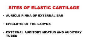 SITES OF ELASTIC CARTILAGE
• AURICLE PINNA OF EXTERNAL EAR
• EPIGLOTIS OF THE LARYNX
• EXTERNAL AUDITORY MEATUS AND AUDITORY
TUBES
 