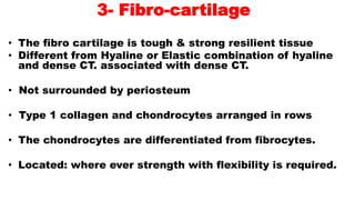 3- Fibro-cartilage
• The fibro cartilage is tough & strong resilient tissue
• Different from Hyaline or Elastic combination of hyaline
and dense CT. associated with dense CT.
• Not surrounded by periosteum
• Type 1 collagen and chondrocytes arranged in rows
• The chondrocytes are differentiated from fibrocytes.
• Located: where ever strength with flexibility is required.
 