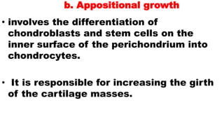 b. Appositional growth
• involves the differentiation of
chondroblasts and stem cells on the
inner surface of the perichondrium into
chondrocytes.
• It is responsible for increasing the girth
of the cartilage masses.
 