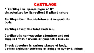 CARTILAGE
• Cartilage is special type of CT
chracterized by its reslient & pliant nature
Cartilage form the skeleton and support the
body.
Cartilage form the fetal skeleton.
Cartilage is non-vascular structure and not
supplied with nervous or lymphatic tissues
Shock absorber in various places of body.
Covers articular surfaces of bones of synovial joints
 
