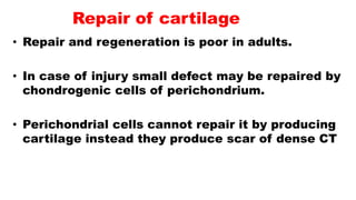 Repair of cartilage
• Repair and regeneration is poor in adults.
• In case of injury small defect may be repaired by
chondrogenic cells of perichondrium.
• Perichondrial cells cannot repair it by producing
cartilage instead they produce scar of dense CT
 