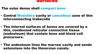 Surfaces
The outer dense shell compact bone
• Central Medullary cavity or cancellous zone of thin
interconnecting trabeculle
• The internal surfaces of bones are covered by a
thin, condensed reticular connective tissue
(endosteum) that contain bone and blood cell
precursors.
• The endosteum lines the marrow cavity and sends
extensions into the Haversian canals.
 