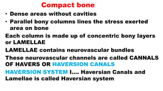 Compact bone
• Dense areas without cavities
• Parallel bony columns lines the stress exerted
area on bone
Each column is made up of concentric bony layers
or LAMELLAE
LAMELLAE contains neurovascular bundles
These neurovascular channels are called CANNALS
OF HAVERS OR HAVERSION CANALS
HAVERSION SYSTEM I…. Haversian Canals and
Lamellae is called Haversian system
 