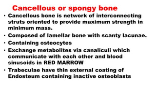 Cancellous or spongy bone
• Cancellous bone is network of interconnecting
struts oriented to provide maximum strength in
minimum mass.
• Composed of lamellar bone with scanty lacunae.
• Containing osteocytes
• Exchange metabolites via canaliculi which
communicate with each other and blood
sinusoids in RED MARROW
• Trabeculae have thin external coating of
Endosteum containing inactive osteoblasts
 
