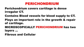 PERICHONDRIUM
Perichondrium covers cartilage is dense
irregular CT.
Contains Blood vessels for blood supply to CT.
Plays an important role in the growth & repair
of cartilage.
MICROSCOPICALLY PERICHONDRIUM has two
layers …
Fibrous and Cellular
 