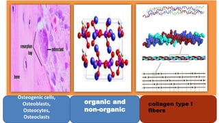 Osteogenic cells,
Osteoblasts,
Osteocytes,
Osteoclasts
organic and
non-organic
collagen type I
fibers
 