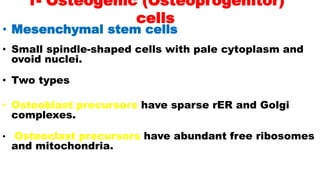 1- Osteogenic (Osteoprogenitor)
cells
• Mesenchymal stem cells
• Small spindle-shaped cells with pale cytoplasm and
ovoid nuclei.
• Two types
• Osteoblast precursors have sparse rER and Golgi
complexes.
• Osteoclast precursors have abundant free ribosomes
and mitochondria.
 