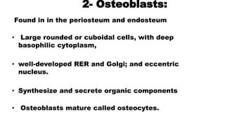 2- Osteoblasts:
Found in in the periosteum and endosteum
• Large rounded or cuboidal cells, with deep
basophilic cytoplasm,
• well-developed RER and Golgi; and eccentric
nucleus.
• Synthesize and secrete organic components
• Osteoblasts mature called osteocytes.
 