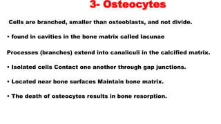 3- Osteocytes
Cells are branched, smaller than osteoblasts, and not divide.
• found in cavities in the bone matrix called lacunae
Processes (branches) extend into canaliculi in the calcified matrix.
• Isolated cells Contact one another through gap junctions.
• Located near bone surfaces Maintain bone matrix.
• The death of osteocytes results in bone resorption.
 