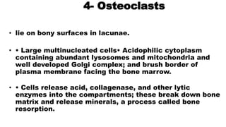 4- Osteoclasts
• lie on bony surfaces in lacunae.
• • Large multinucleated cells• Acidophilic cytoplasm
containing abundant lysosomes and mitochondria and
well developed Golgi complex; and brush border of
plasma membrane facing the bone marrow.
• • Cells release acid, collagenase, and other lytic
enzymes into the compartments; these break down bone
matrix and release minerals, a process called bone
resorption.
 