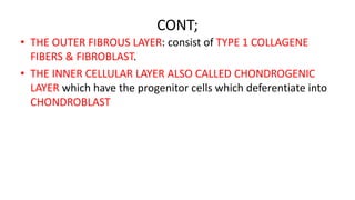 CONT;
• THE OUTER FIBROUS LAYER: consist of TYPE 1 COLLAGENE
FIBERS & FIBROBLAST.
• THE INNER CELLULAR LAYER ALSO CALLED CHONDROGENIC
LAYER which have the progenitor cells which deferentiate into
CHONDROBLAST
 