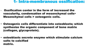 1- Intra-membranous ossification:
• Ossification center in the form of increased the
vascularity, condensation of mesenchymal cells•
Mesenchymal cells > osteogenic cells.
• Osteogenic cells differentiate into osteoblasts; which
synthesize the organic component of bone matrix
(collagen, glycoprotein).
• osteoblasts secrete enzyme which stimulate calcium
salts to calcified
matrix.
 