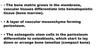 • • The bone matrix grows in the membrane,
vascular tissues differentiate into hematopoietic
tissue (bone marrow).
• • A layer of vascular mesenchyme forming
periosteum.
• • The osteogenic stem cells in the periosteum
differentiate to osteoblasts, which start to lay
down or arrange bone lamellae (compact bone)
 