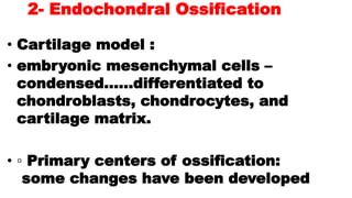 2- Endochondral Ossification
• Cartilage model :
• embryonic mesenchymal cells –
condensed……differentiated to
chondroblasts, chondrocytes, and
cartilage matrix.
• ▫ Primary centers of ossification:
some changes have been developed
 