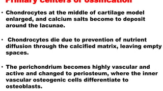 Primary centers of ossification
• Chondrocytes at the middle of cartilage model
enlarged, and calcium salts become to deposit
around the lacunae.
• Chondrocytes die due to prevention of nutrient
diffusion through the calcified matrix, leaving empty
spaces.
• The perichondrium becomes highly vascular and
active and changed to periosteum, where the inner
vascular osteogenic cells differentiate to
osteoblasts.
 