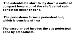 • The osteoblasts start to lay down a collar of
compact bone around the shaft called sub-
periosteal collar of bone.
• The periosteum forms a periosteal bud,
which is consists of ; ca
• The vascular bud invades the sub periosteal
bone by osteoclasts.
 