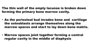 The thin wall of the empty lacunae is broken down
forming the primary bone marrow cavity.
• As the periosteal bud invades bone and cartilage
the osteoblasts arrange themselves along the
marrow spaces and start to lay down bone matrix.
• Marrow spaces joint together forming a central
regular cavity in the middle of diaphysis
 