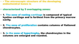 • • The microscopic structure of the developing
endochondral bones is
• characterized by 5 overlapping zones:
• 1. The zone of resting cartilage is composed of typical
hyaline cartilage and is farthest from the primary marrow
cavity.
• 2. The zone of proliferation contains columns of flattened
chondrocytes.
• 3. In the zone of hypertrophy, the chondrocytes in the
columns are enlarged and rounded.
 