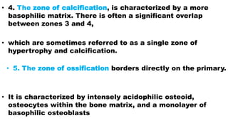 • 4. The zone of calcification, is characterized by a more
basophilic matrix. There is often a significant overlap
between zones 3 and 4,
• which are sometimes referred to as a single zone of
hypertrophy and calcification.
• 5. The zone of ossification borders directly on the primary.
marrow cavity
• It is characterized by intensely acidophilic osteoid,
osteocytes within the bone matrix, and a monolayer of
basophilic osteoblasts
 