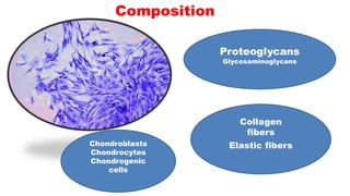 Composition
Chondroblasts
Chondrocytes
Chondrogenic
cells
Collagen
fibers
Elastic fibers
Proteoglycans
Glycosaminoglycans
 