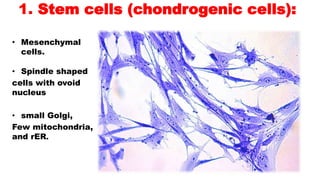 1. Stem cells (chondrogenic cells):
• Mesenchymal
cells.
• Spindle shaped
cells with ovoid
nucleus
• small Golgi,
Few mitochondria,
and rER.
 