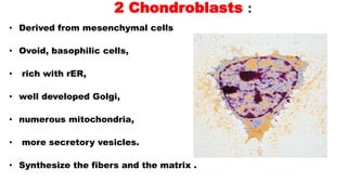 2 Chondroblasts :
• Derived from mesenchymal cells
• Ovoid, basophilic cells,
• rich with rER,
• well developed Golgi,
• numerous mitochondria,
• more secretory vesicles.
• Synthesize the fibers and the matrix .
 