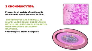 3 CHONDROCYTES:
Present in all variety of cartilage lie
within small space (lacunae) in ECM.
CHONDROCYES ARE SHERICAL IN
SHAPE, LARDE ROUGH ENDOPLASMIC
RETICULUM,LARGE GOLGI APPARATUS
WITH NUMEROUS SECRETORY
GRANULES.
Chondrocytes stains basophilic
 