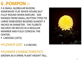 10
6 .POMPON :-
 A SMALL GLOBULAR BLOOM,
SOMEWHAT FLAT WHEN YOUNG BUT
FULLY ROUND WHEN MATURE. SIZE
RANGES FROM SMALL BUTTON TYPES TO
LARGE DISBUDDED BLOOMS ALMOST 4
INCHES IN DIAMETER. THE FLORETS
INCURVE OR REFLEX IN A REGULAR
MANNER AND FULLY CONCEAL THE
CENTER.
 LAKESIDE (1972)
FLOWER SIZE: 1-4 INCHES.
FLOWER CHARACTERISTICS :
GROWN AS A SPRAY, PLANT HEIGHT TALL.
 