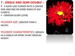 11
7 . SINGLE AND SEMI-DOUBLE :-
 A DAISY-LIKE FLOWER WITH A CENTER
DISK AND ONE OR MORE ROWS OF RAY
FLORETS.
 CRIMSON GLORY (1978)
FLOWER SIZE: GREATER THAN 4
INCHES.
FLOWER CHARACTERISTICS: GROWN
AS A DISBUD OR SPRAY, PLANT MEDIUM
HEIGHT.
 