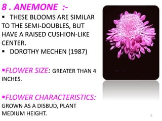 12
8 . ANEMONE :-
 THESE BLOOMS ARE SIMILAR
TO THE SEMI-DOUBLES, BUT
HAVE A RAISED CUSHION-LIKE
CENTER.
 DOROTHY MECHEN (1987)
FLOWER SIZE: GREATER THAN 4
INCHES.
FLOWER CHARACTERISTICS:
GROWN AS A DISBUD, PLANT
MEDIUM HEIGHT.
 