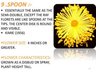 13
9 .SPOON :-
 ESSENTIALLY THE SAME AS THE
SEMI-DOUBLE, EXCEPT THE RAY
FLORETS ARE LIKE SPOONS AT THE
TIPS. THE CENTER DISK IS ROUND
AND VISIBLE.
 KIMIE (1956)
FLOWER SIZE: 4 INCHES OR
GREATER.
FLOWER CHARACTERISTICS:
GROWN AS A DISBUD OR SPRAY,
PLANT HEIGHT TALL.
 