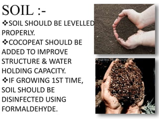 SOIL :-
SOIL SHOULD BE LEVELLED
PROPERLY.
COCOPEAT SHOULD BE
ADDED TO IMPROVE
STRUCTURE & WATER
HOLDING CAPACITY.
IF GROWING 1ST TIME,
SOIL SHOULD BE
DISINFECTED USING
FORMALDEHYDE. 19
 