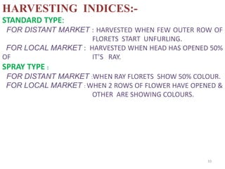33
HARVESTING INDICES:-
STANDARD TYPE:
FOR DISTANT MARKET : HARVESTED WHEN FEW OUTER ROW OF
FLORETS START UNFURLING.
FOR LOCAL MARKET : HARVESTED WHEN HEAD HAS OPENED 50%
OF IT’S RAY.
SPRAY TYPE :
FOR DISTANT MARKET :WHEN RAY FLORETS SHOW 50% COLOUR.
FOR LOCAL MARKET : WHEN 2 ROWS OF FLOWER HAVE OPENED &
OTHER ARE SHOWING COLOURS.
 