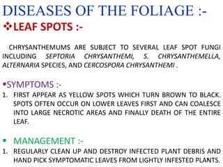 36
DISEASES OF THE FOLIAGE :-
LEAF SPOTS :-
CHRYSANTHEMUMS ARE SUBJECT TO SEVERAL LEAF SPOT FUNGI
INCLUDING SEPTORIA CHRYSANTHEMI, S. CHRYSANTHEMELLA,
ALTERNARIA SPECIES, AND CERCOSPORA CHRYSANTHEMI .
SYMPTOMS :-
1. FIRST APPEAR AS YELLOW SPOTS WHICH TURN BROWN TO BLACK.
SPOTS OFTEN OCCUR ON LOWER LEAVES FIRST AND CAN COALESCE
INTO LARGE NECROTIC AREAS AND FINALLY DEATH OF THE ENTIRE
LEAF.
 MANAGEMENT :-
1. REGULARLY CLEAN UP AND DESTROY INFECTED PLANT DEBRIS AND
HAND PICK SYMPTOMATIC LEAVES FROM LIGHTLY INFESTED PLANTS.
 