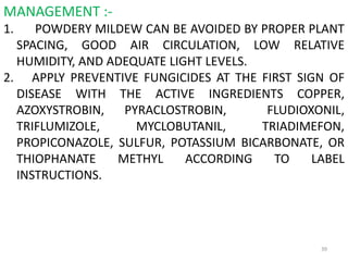 39
MANAGEMENT :-
1. POWDERY MILDEW CAN BE AVOIDED BY PROPER PLANT
SPACING, GOOD AIR CIRCULATION, LOW RELATIVE
HUMIDITY, AND ADEQUATE LIGHT LEVELS.
2. APPLY PREVENTIVE FUNGICIDES AT THE FIRST SIGN OF
DISEASE WITH THE ACTIVE INGREDIENTS COPPER,
AZOXYSTROBIN, PYRACLOSTROBIN, FLUDIOXONIL,
TRIFLUMIZOLE, MYCLOBUTANIL, TRIADIMEFON,
PROPICONAZOLE, SULFUR, POTASSIUM BICARBONATE, OR
THIOPHANATE METHYL ACCORDING TO LABEL
INSTRUCTIONS.
 