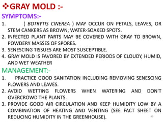 40
GRAY MOLD :-
SYMPTOMS:-
1. ( BOTRYTIS CINEREA ) MAY OCCUR ON PETALS, LEAVES, OR
STEM CANKERS AS BROWN, WATER-SOAKED SPOTS.
2. INFECTED PLANT PARTS MAY BE COVERED WITH GRAY TO BROWN,
POWDERY MASSES OF SPORES.
3. SENESCING TISSUES ARE MOST SUSCEPTIBLE.
4. GRAY MOLD IS FAVORED BY EXTENDED PERIODS OF CLOUDY, HUMID,
AND WET WEATHER
MANAGEMENT:-
1. PRACTICE GOOD SANITATION INCLUDING REMOVING SENESCING
FLOWERS AND LEAVES.
2. AVOID WETTING FLOWERS WHEN WATERING AND DON'T
OVERCROWD THE PLANTS.
3. PROVIDE GOOD AIR CIRCULATION AND KEEP HUMIDITY LOW BY A
COMBINATION OF HEATING AND VENTING (SEE FACT SHEET ON
REDUCING HUMIDITY IN THE GREENHOUSE).
 