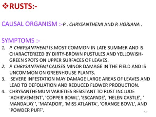 42
RUSTS:-
CAUSAL ORGANISM :-P . CHRYSANTHEMI AND P. HORIANA .
SYMPTOMS :-
1. P. CHRYSANTHEMI IS MOST COMMON IN LATE SUMMER AND IS
CHARACTERIZED BY DIRTY-BROWN PUSTULES AND YELLOWISH-
GREEN SPOTS ON UPPER SURFACES OF LEAVES.
2. P. CHRYSANTHEMI CAUSES MINOR DAMAGE IN THE FIELD AND IS
UNCOMMON ON GREENHOUSE PLANTS.
3. SEVERE INFESTATION MAY DAMAGE LARGE AREAS OF LEAVES AND
LEAD TO DEFOLIATION AND REDUCED FLOWER PRODUCTION.
4. CHRYSANTHEMUM VARIETIES RESISTANT TO RUST INCLUDE
'ACHIEVEMENT', 'COPPER BOWL', 'ESCAPADE', 'HELEN CASTLE', '
MANDALAY ', 'MATADOR', 'MISS ATLANTA', 'ORANGE BOWL', AND
'POWDER PUFF'.
 