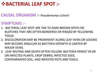 45
BACTERIAL LEAF SPOT :-
CAUSAL ORGANISM :- Pseudomonas cichorii
SYMPTOMS :-
1. BACTERIAL LEAF SPOT ARE TAN TO DARK BROWN SPOTS OR
BLOTCHES THAT ARE OFTEN BORDERED OR RINGED BY YELLOWING
TISSUE.
2. DISCOLORATION MAY BE PROMINENT ALONG LEAF VEINS OR LESIONS
MAY BECOME ANGULAR AS BACTERIA GROWTH IS LIMITED BY
MAJOR VEINS.
3. LEAF WILTING AND DEATH OFTEN FOLLOW. BACTERIA PERSIST IN OR
ON INFECTED PLANTS, CROP DEBRIS, INFECTED SEED,
CONTAMINATED SOIL, AND INFESTED POTS AND TOOLS.
 