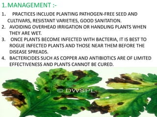 46
1.MANAGEMENT :-
1. PRACTICES INCLUDE PLANTING PATHOGEN-FREE SEED AND
CULTIVARS, RESISTANT VARIETIES, GOOD SANITATION.
2. AVOIDING OVERHEAD IRRIGATION OR HANDLING PLANTS WHEN
THEY ARE WET.
3. ONCE PLANTS BECOME INFECTED WITH BACTERIA, IT IS BEST TO
ROGUE INFECTED PLANTS AND THOSE NEAR THEM BEFORE THE
DISEASE SPREADS.
4. BACTERICIDES SUCH AS COPPER AND ANTIBIOTICS ARE OF LIMITED
EFFECTIVENESS AND PLANTS CANNOT BE CURED.
 