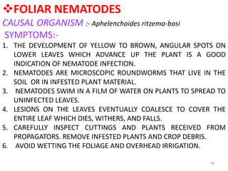 48
FOLIAR NEMATODES
CAUSAL ORGANISM :- Aphelenchoides ritzema-bosi
SYMPTOMS:-
1. THE DEVELOPMENT OF YELLOW TO BROWN, ANGULAR SPOTS ON
LOWER LEAVES WHICH ADVANCE UP THE PLANT IS A GOOD
INDICATION OF NEMATODE INFECTION.
2. NEMATODES ARE MICROSCOPIC ROUNDWORMS THAT LIVE IN THE
SOIL OR IN INFESTED PLANT MATERIAL.
3. NEMATODES SWIM IN A FILM OF WATER ON PLANTS TO SPREAD TO
UNINFECTED LEAVES.
4. LESIONS ON THE LEAVES EVENTUALLY COALESCE TO COVER THE
ENTIRE LEAF WHICH DIES, WITHERS, AND FALLS.
5. CAREFULLY INSPECT CUTTINGS AND PLANTS RECEIVED FROM
PROPAGATORS. REMOVE INFESTED PLANTS AND CROP DEBRIS.
6. AVOID WETTING THE FOLIAGE AND OVERHEAD IRRIGATION.
 