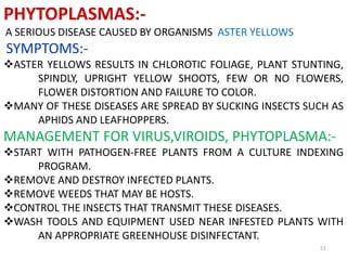 51
PHYTOPLASMAS:-
A SERIOUS DISEASE CAUSED BY ORGANISMS ASTER YELLOWS
SYMPTOMS:-
ASTER YELLOWS RESULTS IN CHLOROTIC FOLIAGE, PLANT STUNTING,
SPINDLY, UPRIGHT YELLOW SHOOTS, FEW OR NO FLOWERS,
FLOWER DISTORTION AND FAILURE TO COLOR.
MANY OF THESE DISEASES ARE SPREAD BY SUCKING INSECTS SUCH AS
APHIDS AND LEAFHOPPERS.
MANAGEMENT FOR VIRUS,VIROIDS, PHYTOPLASMA:-
START WITH PATHOGEN-FREE PLANTS FROM A CULTURE INDEXING
PROGRAM.
REMOVE AND DESTROY INFECTED PLANTS.
REMOVE WEEDS THAT MAY BE HOSTS.
CONTROL THE INSECTS THAT TRANSMIT THESE DISEASES.
WASH TOOLS AND EQUIPMENT USED NEAR INFESTED PLANTS WITH
AN APPROPRIATE GREENHOUSE DISINFECTANT.
 