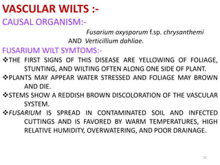 52
VASCULAR WILTS :-
CAUSAL ORGANISM:-
Fusarium oxysporum f.sp. chrysanthemi
AND Verticillium dahliae.
FUSARIUM WILT SYMTOMS:-
THE FIRST SIGNS OF THIS DISEASE ARE YELLOWING OF FOLIAGE,
STUNTING, AND WILTING OFTEN ALONG ONE SIDE OF PLANT.
PLANTS MAY APPEAR WATER STRESSED AND FOLIAGE MAY BROWN
AND DIE.
STEMS SHOW A REDDISH BROWN DISCOLORATION OF THE VASCULAR
SYSTEM.
FUSARIUM IS SPREAD IN CONTAMINATED SOIL AND INFECTED
CUTTINGS AND IS FAVORED BY WARM TEMPERATURES, HIGH
RELATIVE HUMIDITY, OVERWATERING, AND POOR DRAINAGE.
 