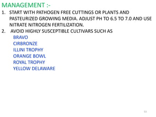 53
MANAGEMENT :-
1. START WITH PATHOGEN FREE CUTTINGS OR PLANTS AND
PASTEURIZED GROWING MEDIA. ADJUST PH TO 6.5 TO 7.0 AND USE
NITRATE NITROGEN FERTILIZATION.
2. AVOID HIGHLY SUSCEPTIBLE CULTIVARS SUCH AS
BRAVO
CIRBRONZE
ILLINI TROPHY
ORANGE BOWL
ROYAL TROPHY
YELLOW DELAWARE
 
