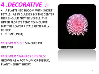 8
4 .DECORATIVE :-
 A FLATTENED BLOOM WITH SHORT
PETALS. AS IN CLASSES 1-3 THE CENTER
DISK SHOULD NOT BE VISIBLE. THE
UPPER FLORETS TEND TO INCURVE,
BUT THE LOWER PETALS GENERALLY
REFLEX.
 CHIME (1994)
FLOWER SIZE: 5 INCHES OR
GREATER
FLOWER CHARACTERISTICS:
GROWN AS A POT MUM OR DISBUD,
PLANT HEIGHT SHORT.
 