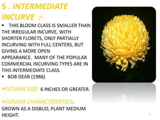 9
5 . INTERMEDIATE
INCURVE :-
 THIS BLOOM CLASS IS SMALLER THAN
THE IRREGULAR INCURVE, WITH
SHORTER FLORETS, ONLY PARTIALLY
INCURVING WITH FULL CENTERS, BUT
GIVING A MORE OPEN
APPEARANCE. MANY OF THE POPULAR
COMMERCIAL INCURVING TYPES ARE IN
THIS INTERMEDIATE CLASS.
 BOB DEAR (1986)
FLOWER SIZE: 6 INCHES OR GREATER.
FLOWER CHARACTERISTICS:
GROWN AS A DISBUD, PLANT MEDIUM
HEIGHT.
 