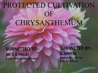 1
SUBMITTED TO:-
Dr. S.K PALAI
ASSO. PROF(FLORICULTURE)
SUBMITTED BY:-
B.ARPITA
ADM. NO. :- 12C/10
B.Sc. Ag (4 th yr)
PROTECTED CULTIVATION
OF
CHRYSANTHEMUM
 