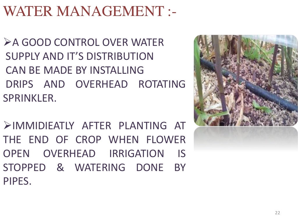 Ppt on chrysanthemum